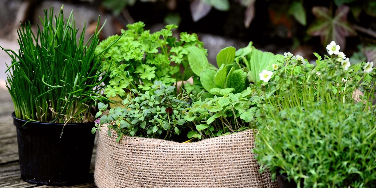 garden-plants-6204106_1280