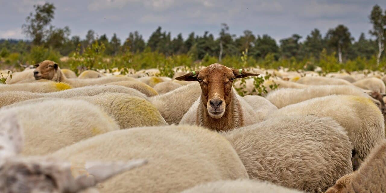 herd-of-sheep-7392366_1280