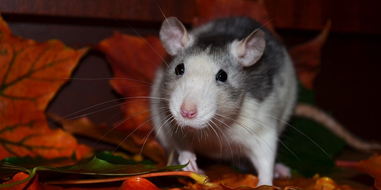 rat-871089_1280