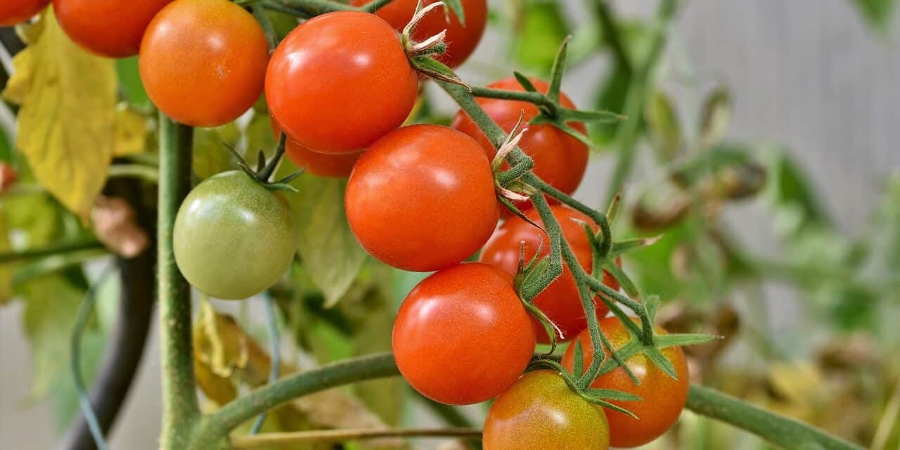 tomatoes-4434850_1280