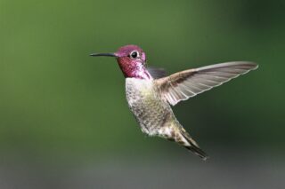 annas-hummingbird-8033578_1280