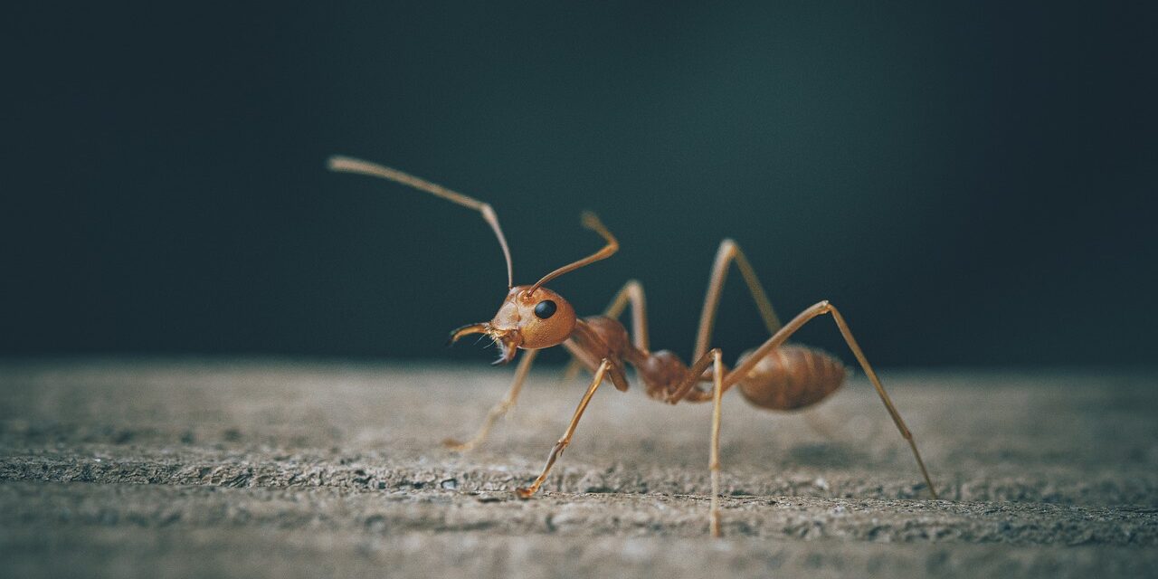 ant-6709161_1280