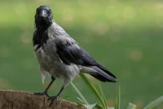 bird-7951345_1280