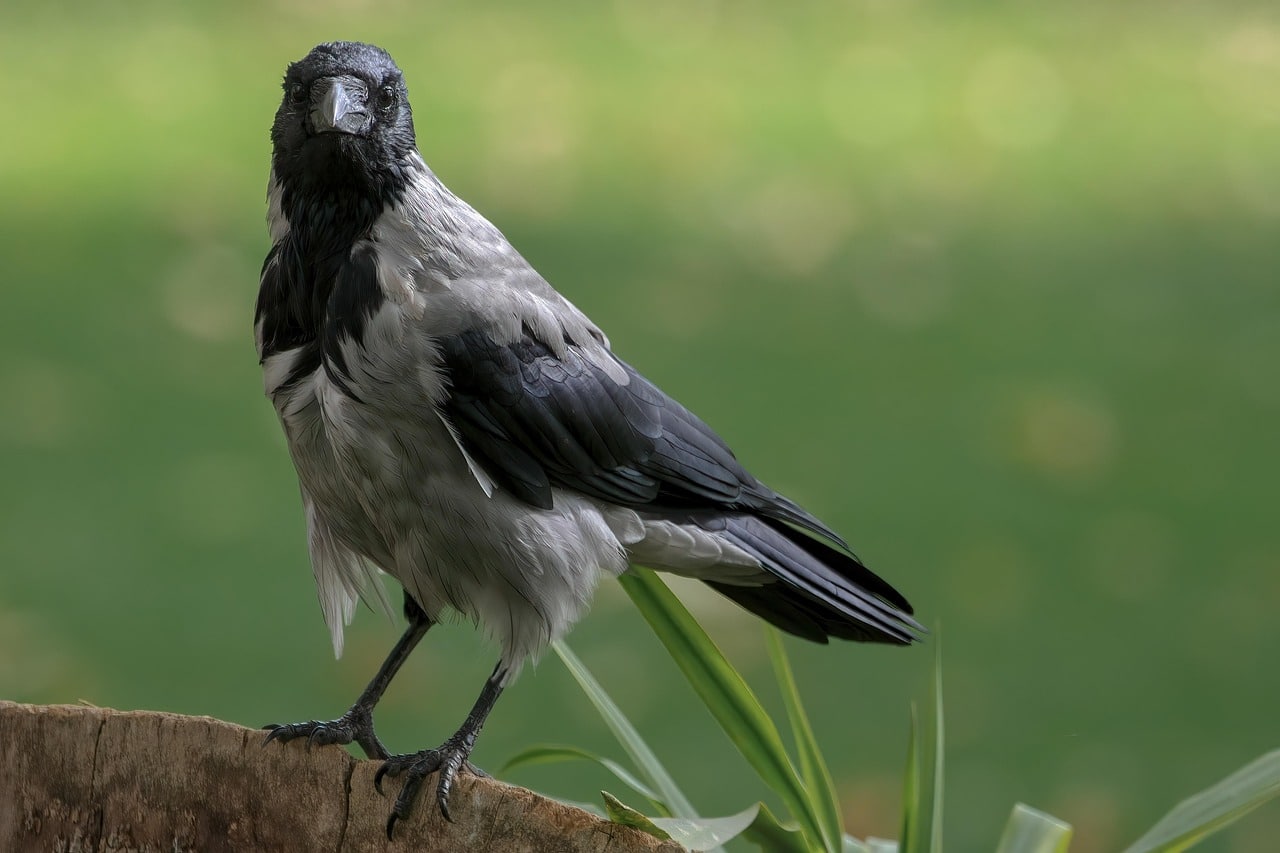 bird-7951345_1280