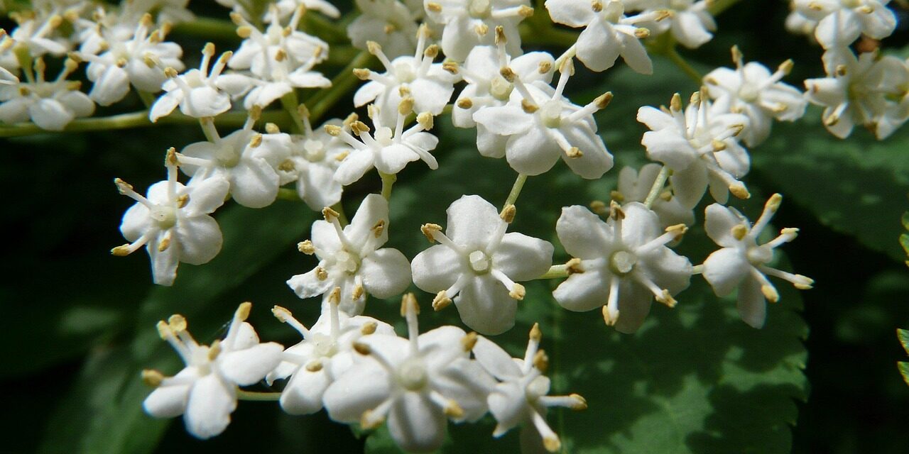 blossom-8120_1280