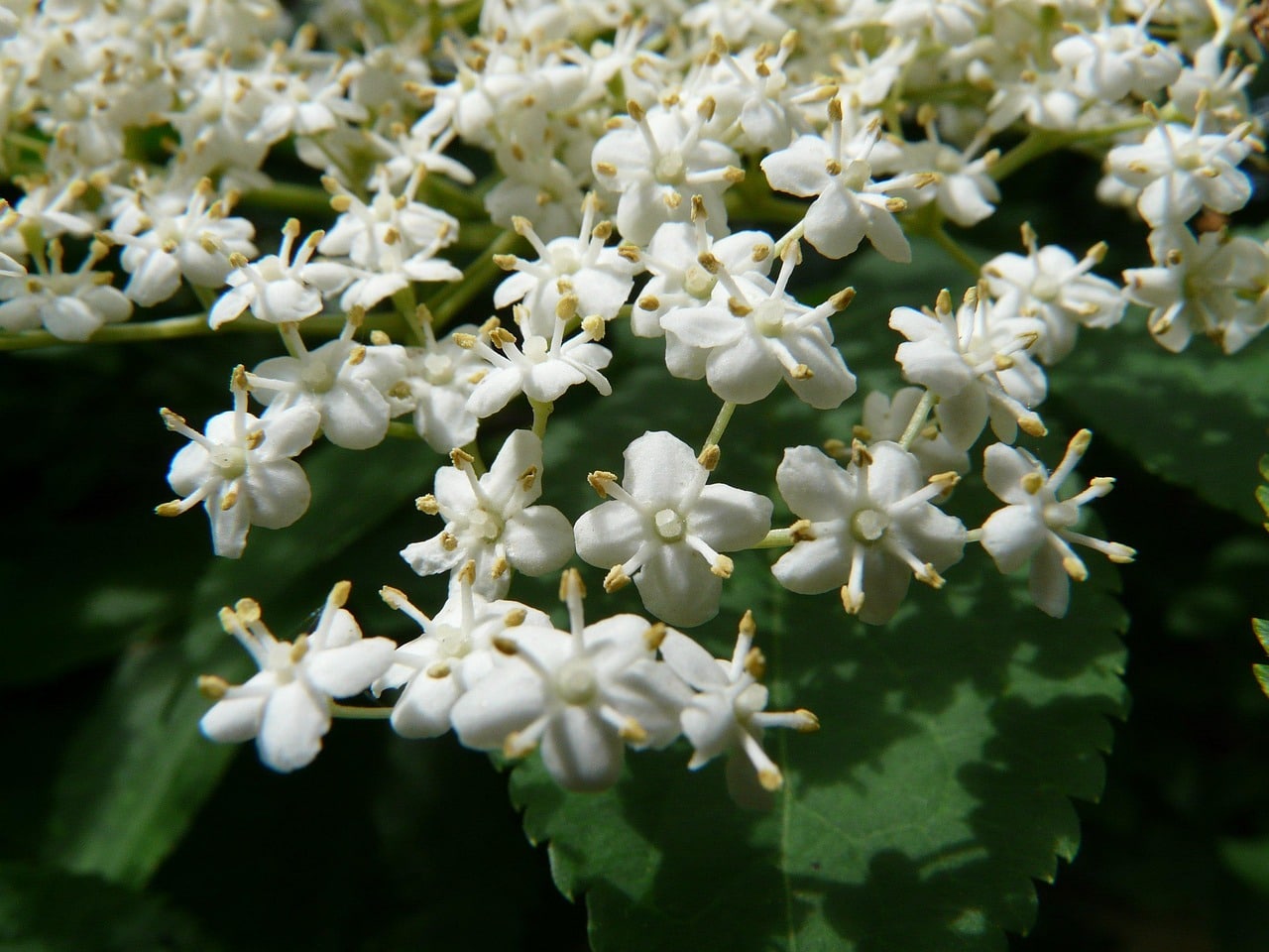 blossom-8120_1280