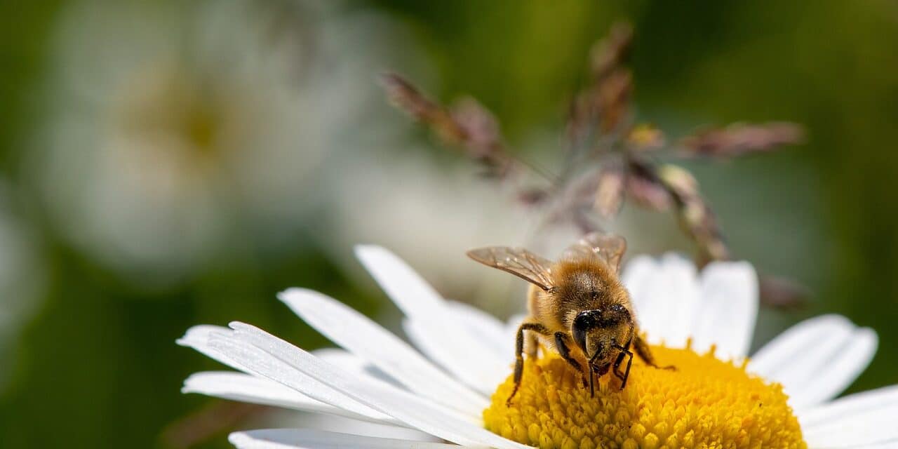 daisy-7291228_1280