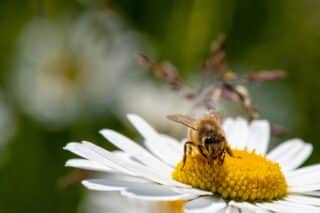 daisy-7291228_1280