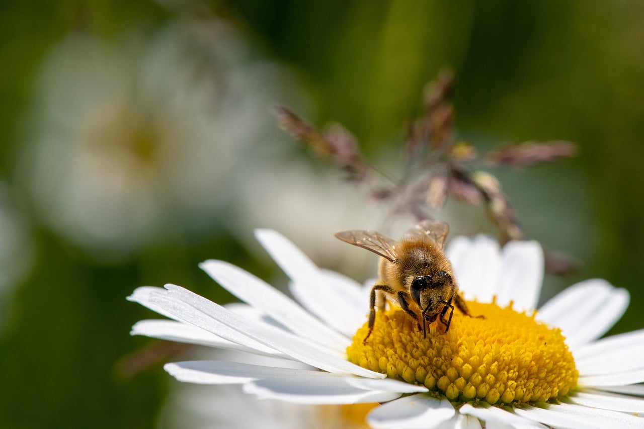 daisy-7291228_1280
