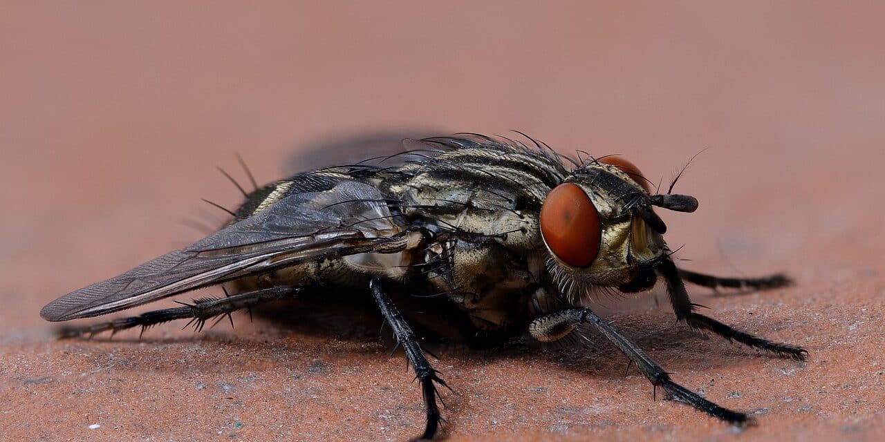 fly-4213696_1280