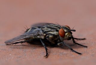 fly-4213696_1280