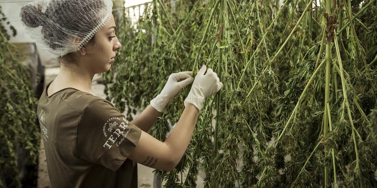 hemp-4688511_1280