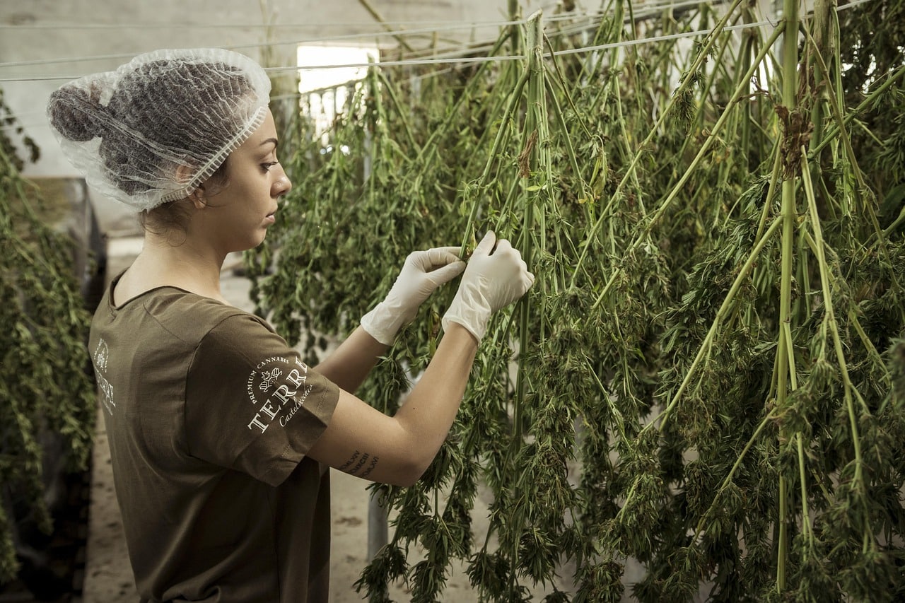 hemp-4688511_1280