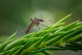 inland-floodwater-mosquito-8840742_1280