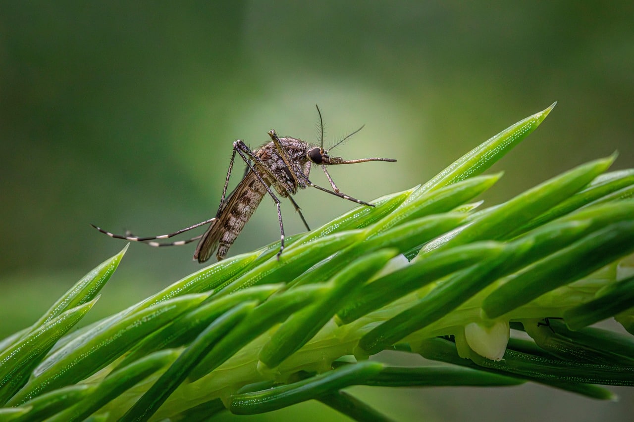 inland-floodwater-mosquito-8840742_1280