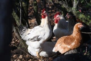 �ibenik: Peradarstvo u slobodnom uzgoju