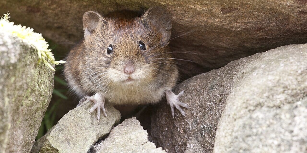 miš