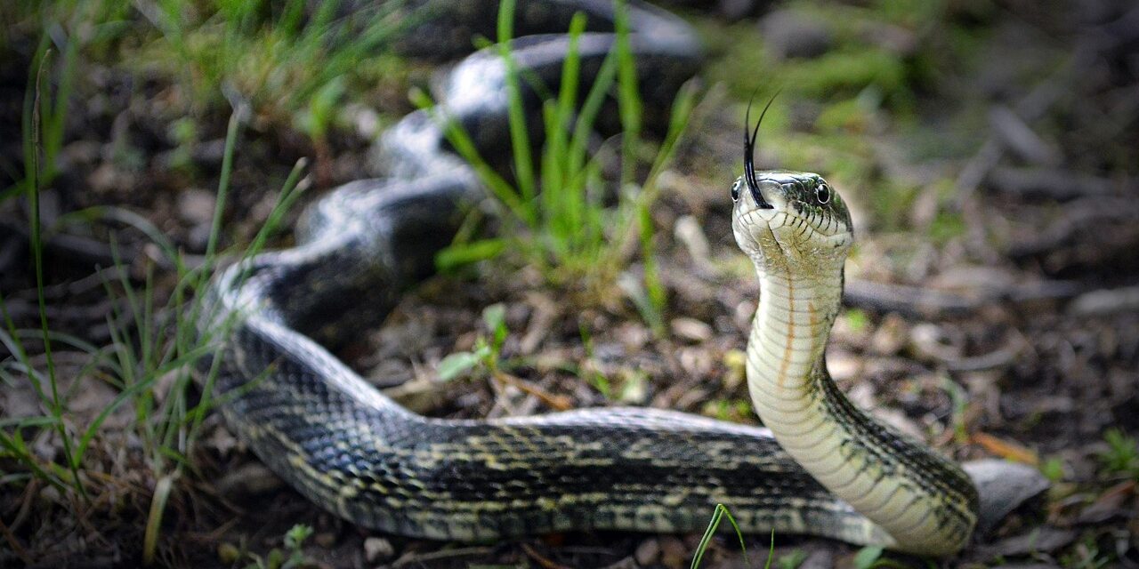 snake-5240447_1280