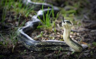 snake-5240447_1280