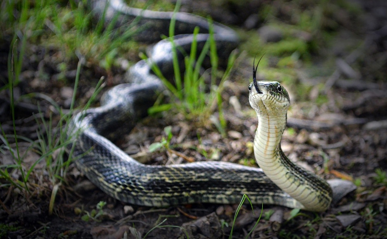 snake-5240447_1280