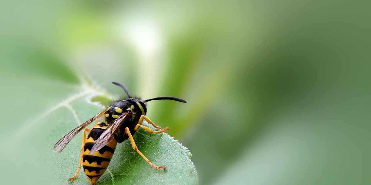 wasp-7699206_1280