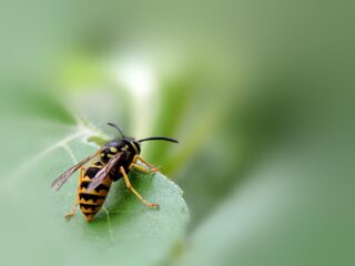 wasp-7699206_1280