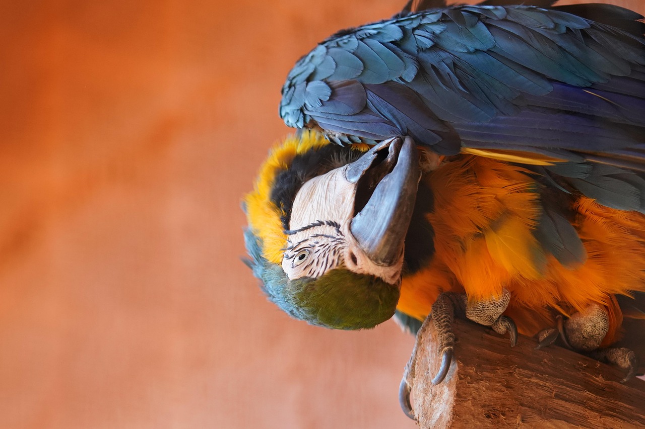 bird-6847937_1280