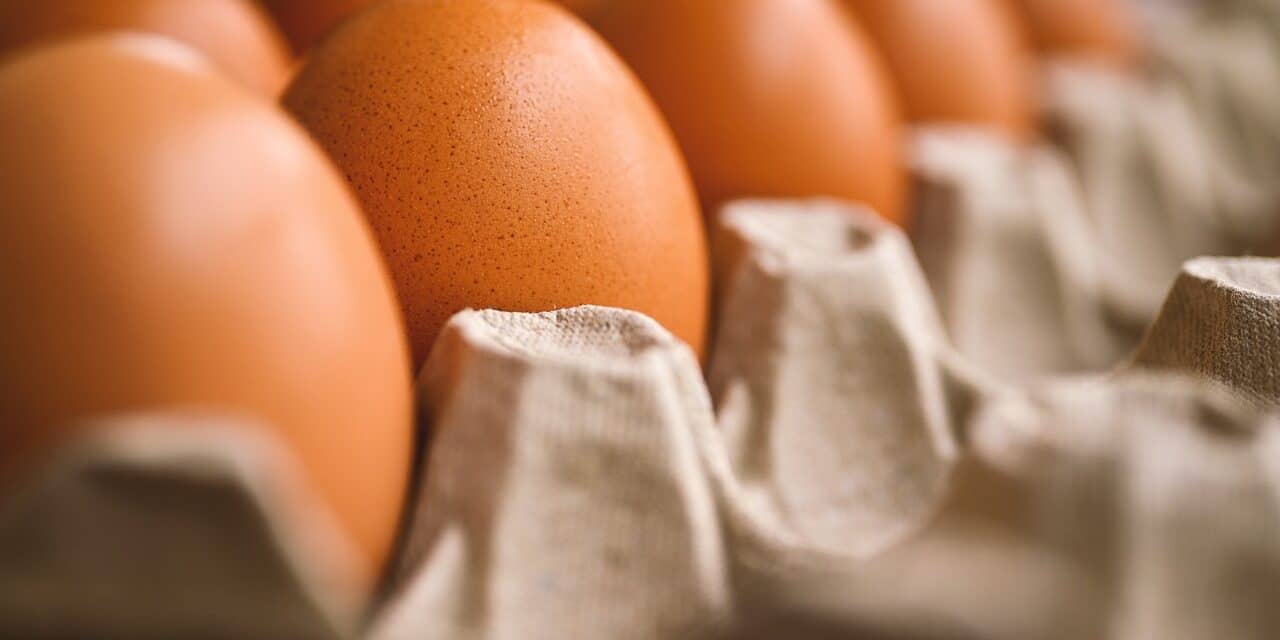 egg-7345934_1280