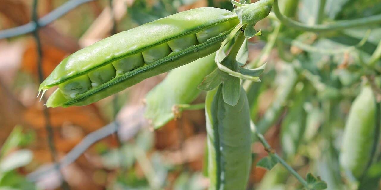 pea-6003632_1280