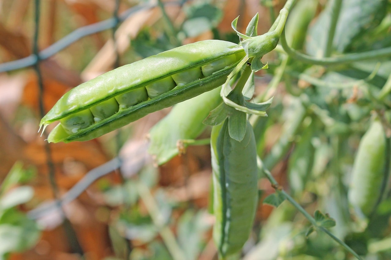 pea-6003632_1280