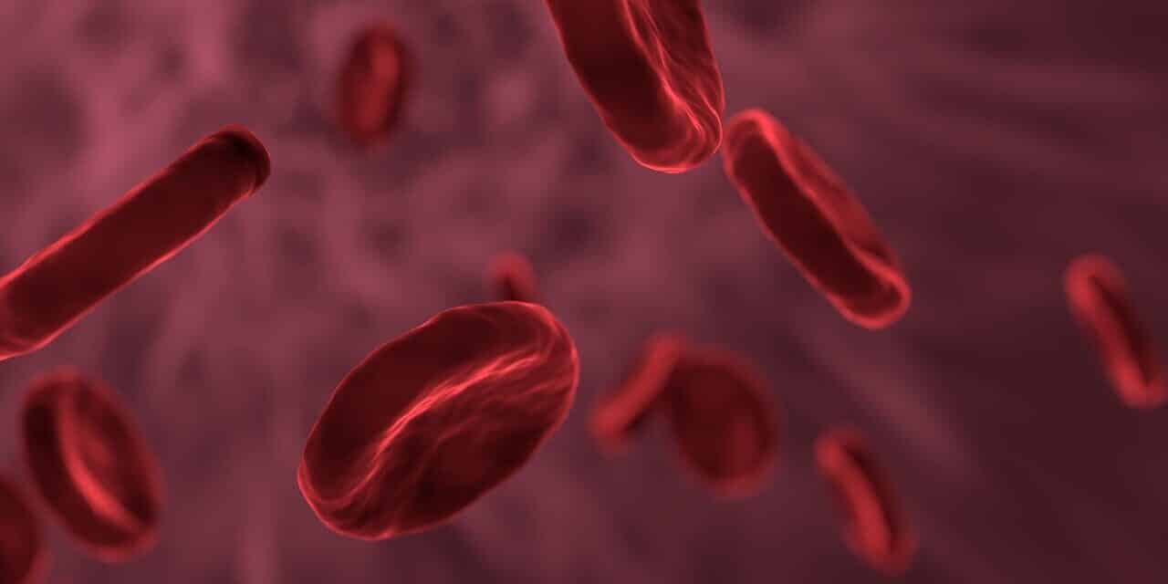 red-blood-cells-3188223_1280