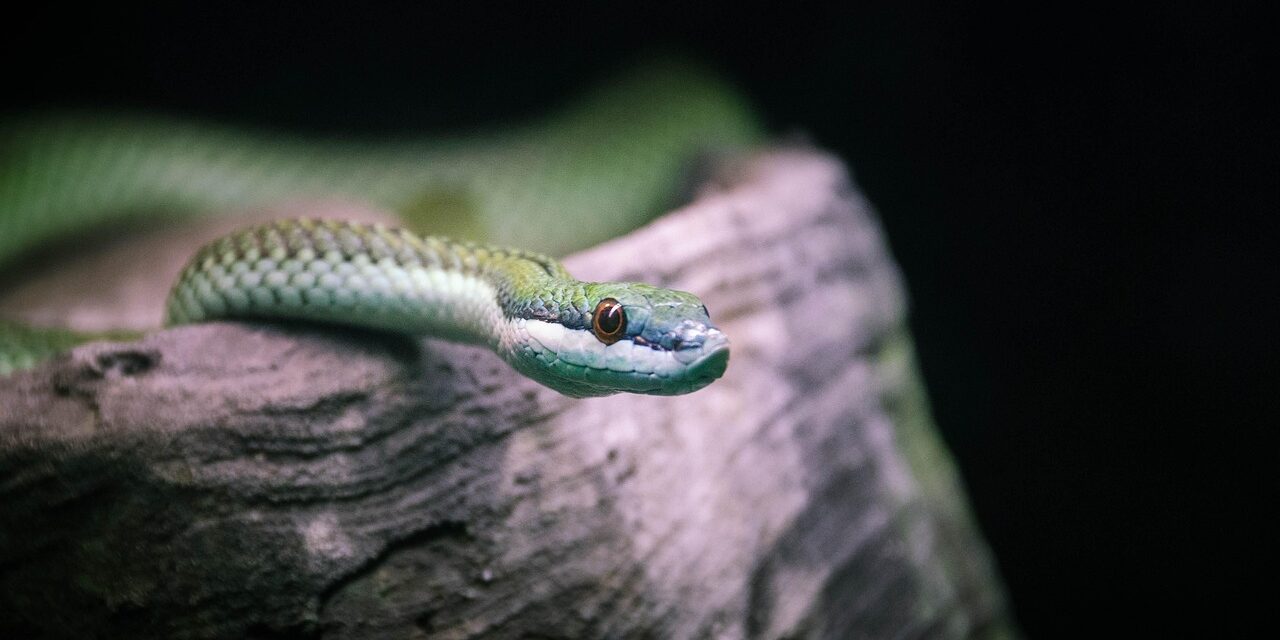 snake-9059936_1280