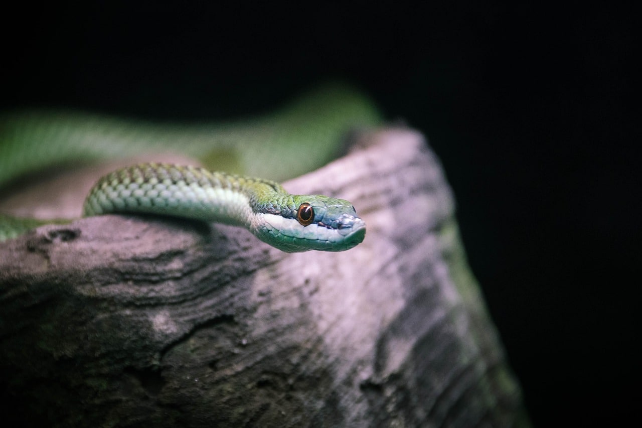 snake-9059936_1280