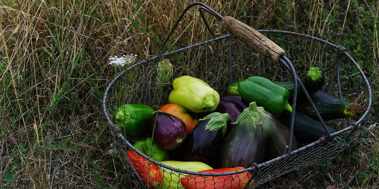 vegetables-2726801_1280