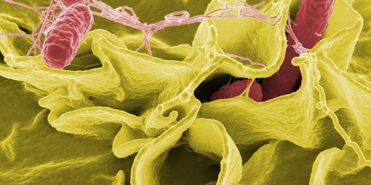 bacteria-67659_1280