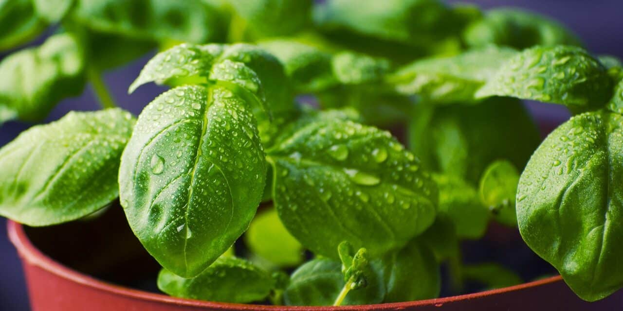 basil-932079_1280