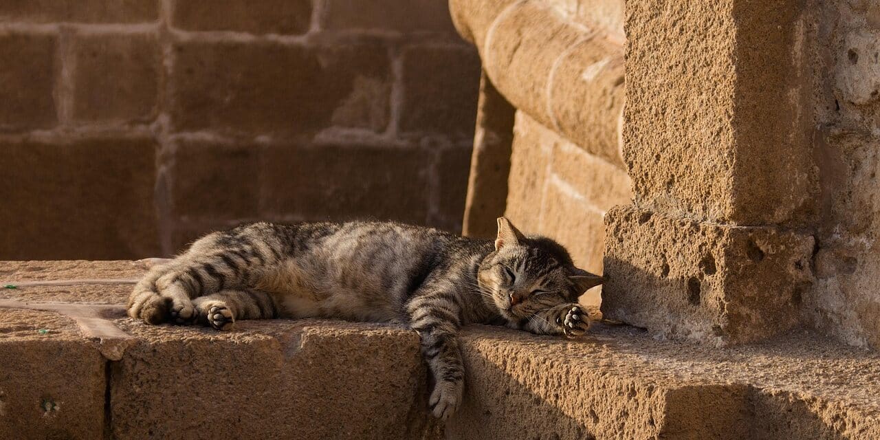 cat-4813099_1280