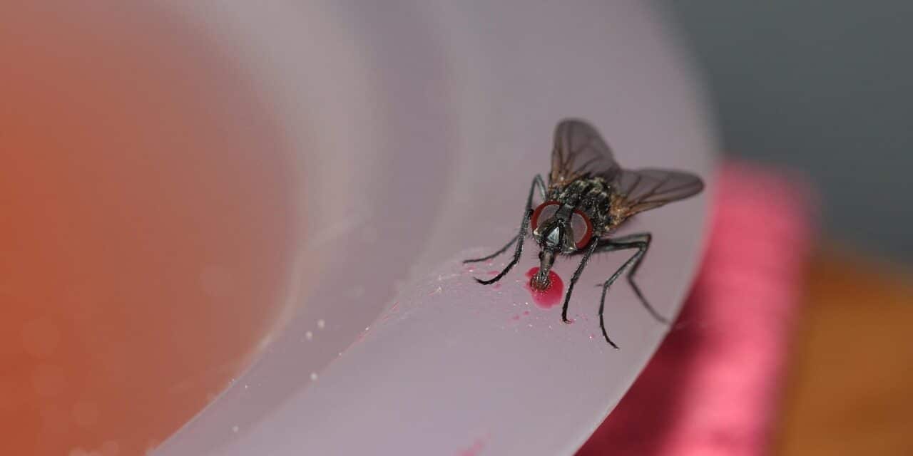 common-house-fly-328648_1280