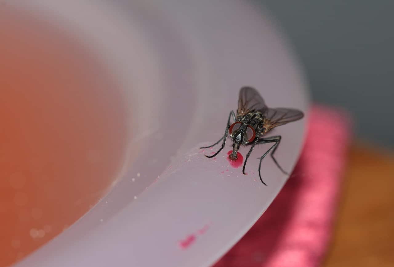 common-house-fly-328648_1280