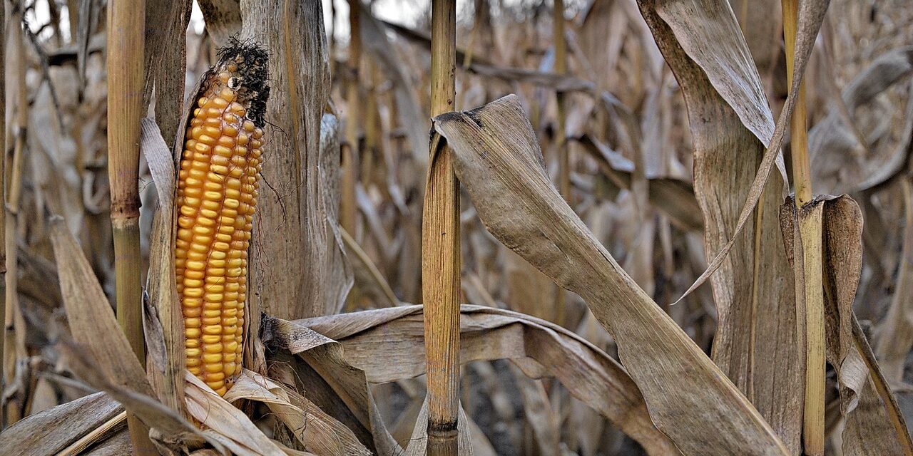 corn-ordinary-3023338_1280