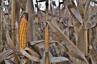 corn-ordinary-3023338_1280
