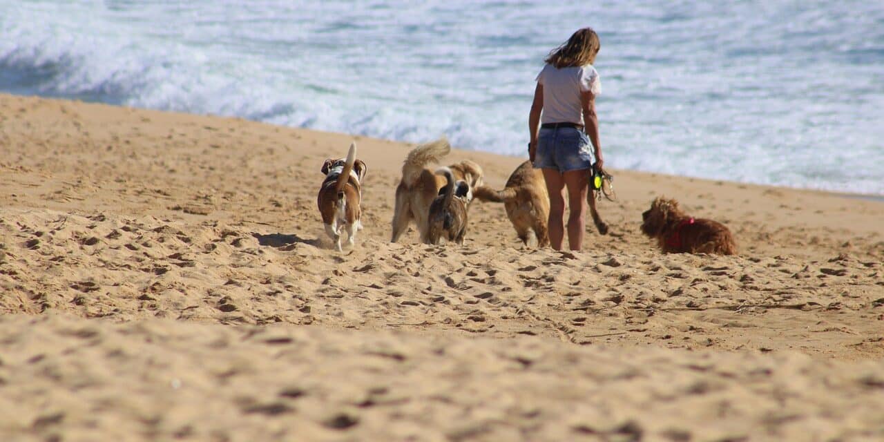 dogs-5282275_1280