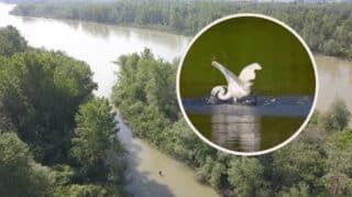 europska amazona