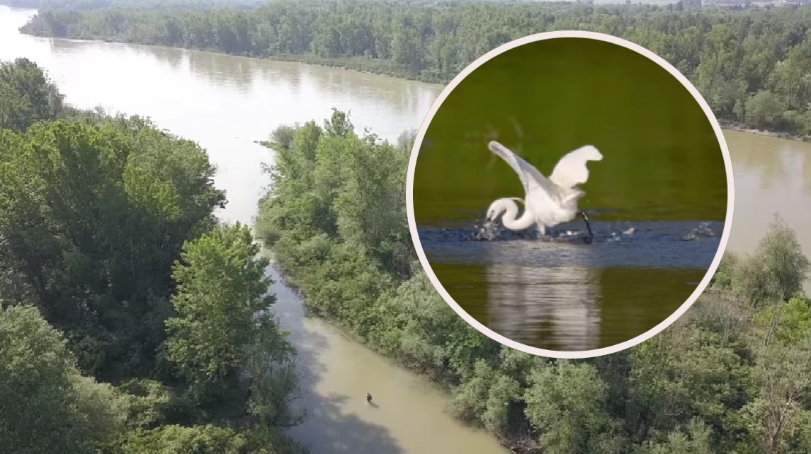 europska amazona