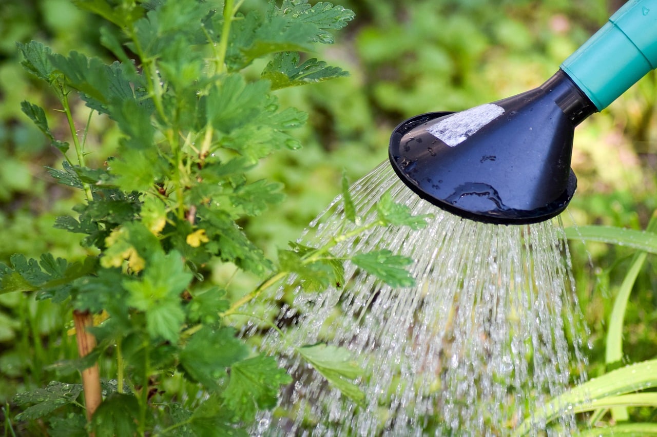 watering garden zalijevanje vrt