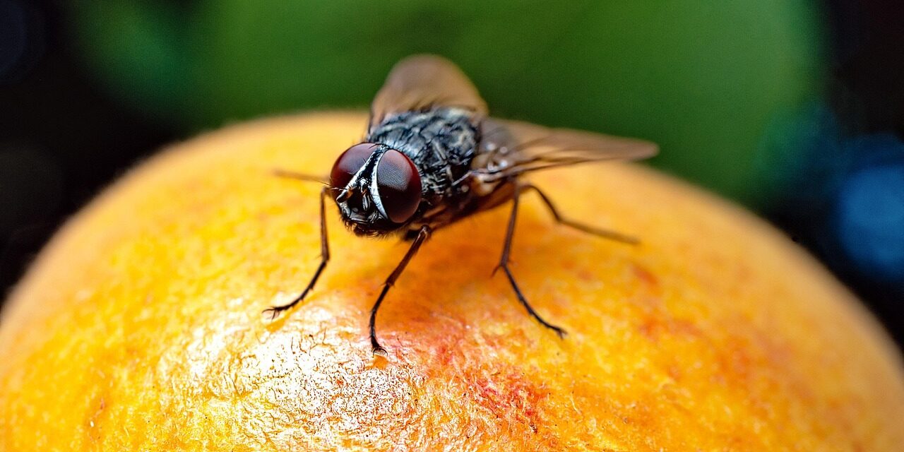 insect-7366406_1280