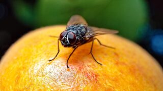 insect-7366406_1280