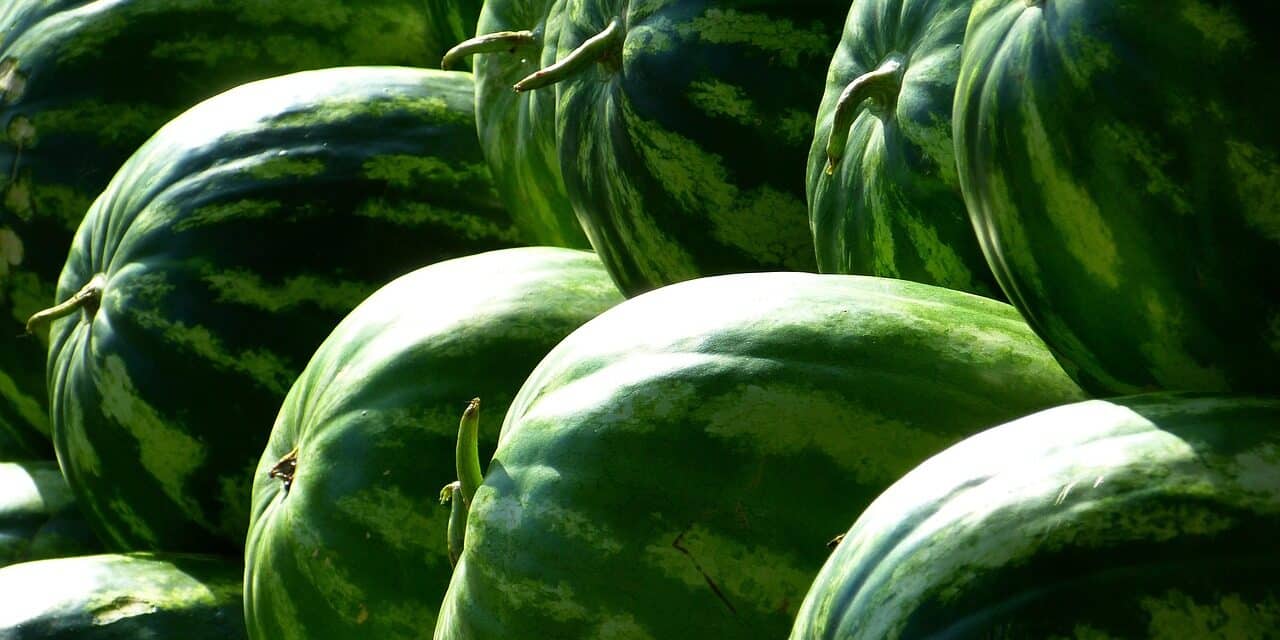 melons-197025_1280