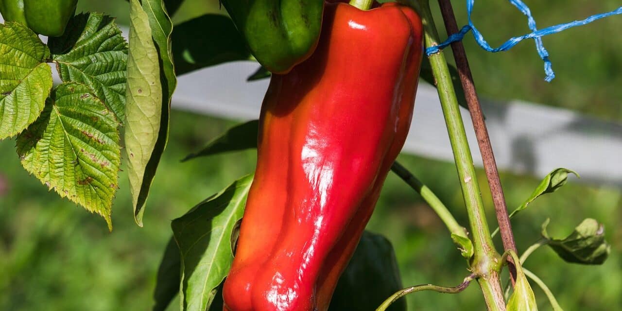paprika-4496773_1280