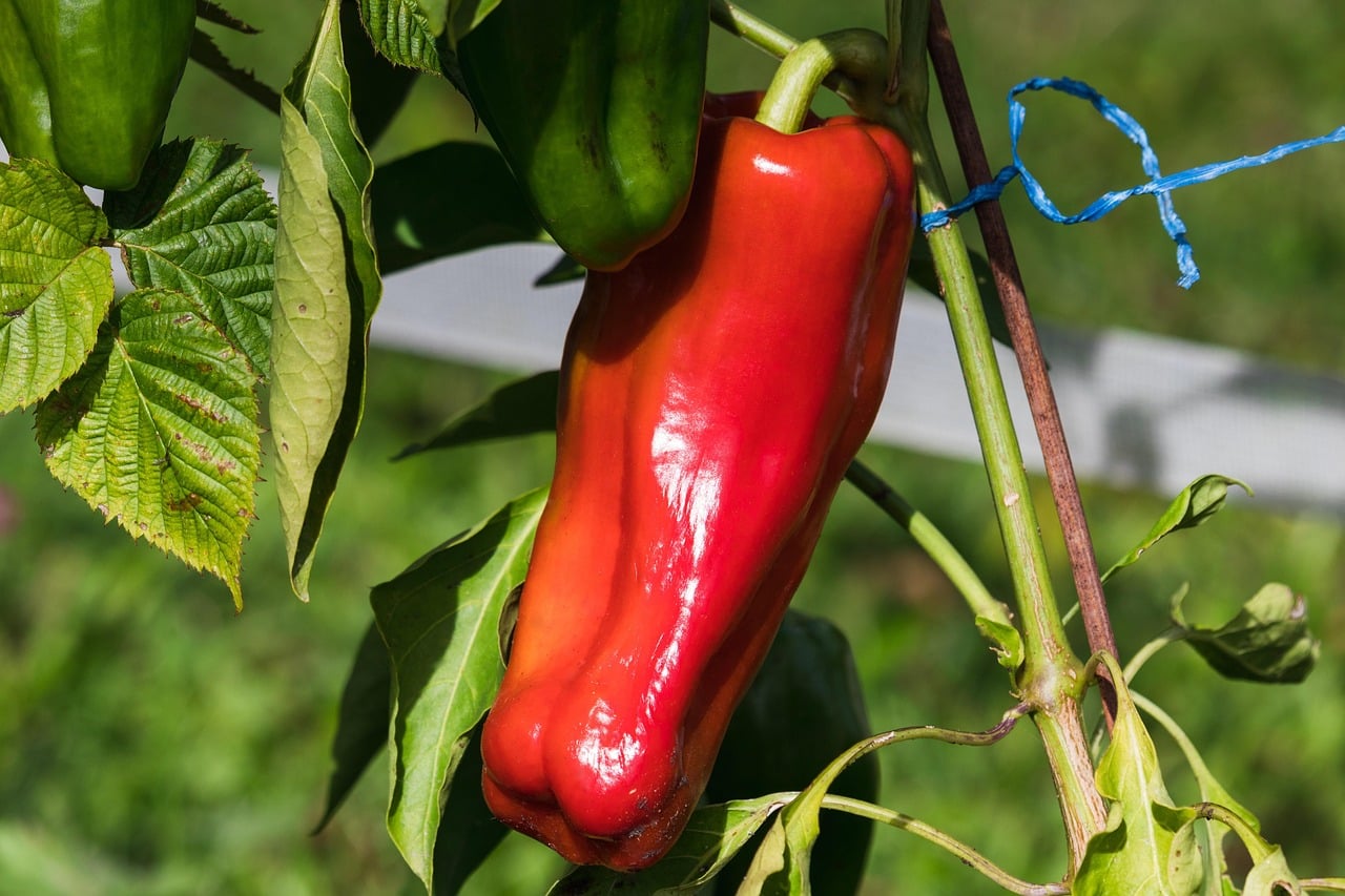 paprika-4496773_1280